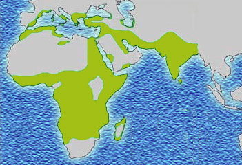 Modern distribution of malaria