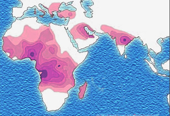 Distribution of the sickle cell trait shown in pink and purple